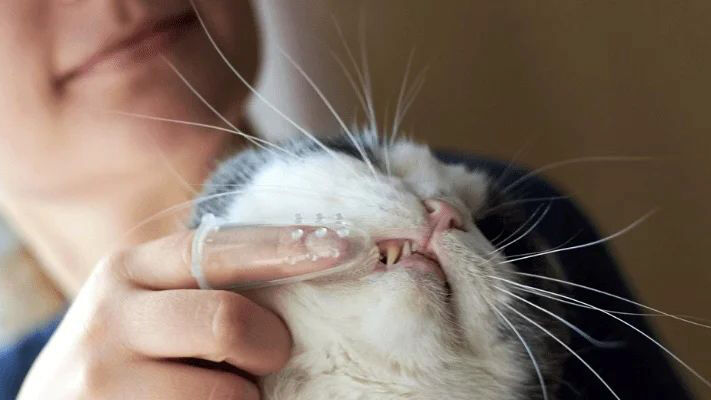 Tandenpoetsen kat advies welkoop